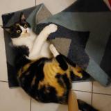 Foto del gato perdido en Houssen