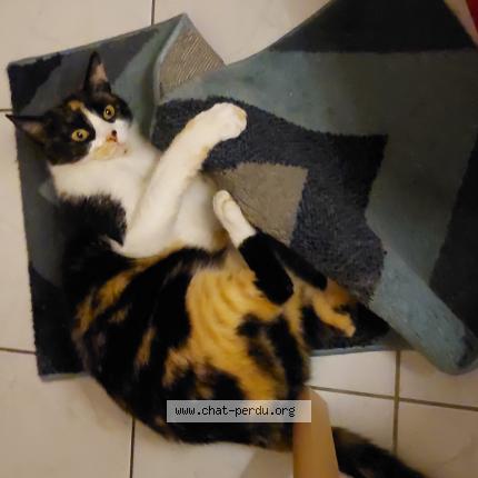 Foto 1/1 Zorro Chat perdido en Houssen