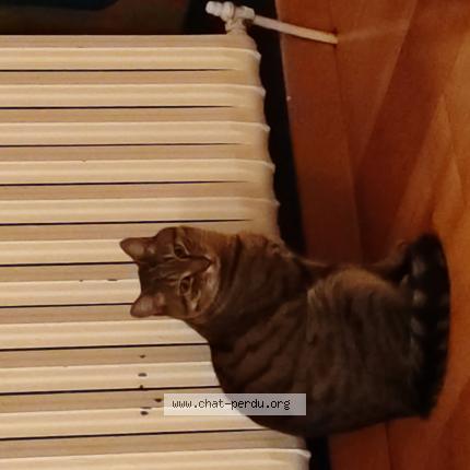 Foto 1/1 Ninja Chat perdido en Saint maximin la sainte baume