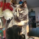 Foto del gato perdido en La Roquette Sur Siagne