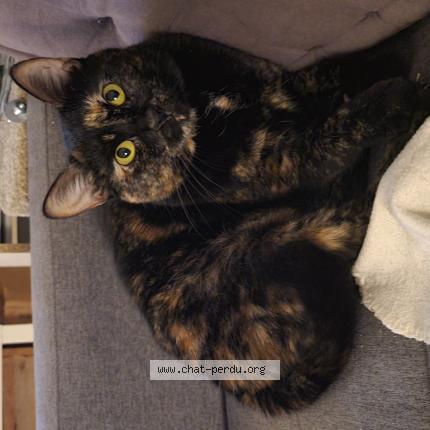 Foto 1/1 Mimi Chat perdido en Joue les tours