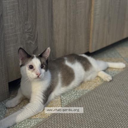 Foto 1/1 Fendi Chat perdido en Pertuis