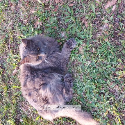 Foto 1/1 Perly Chat perdido en Troyes