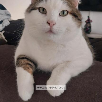 Foto 1/1 Doudette Chat perdido en Froeningen