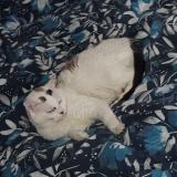 Foto del gato perdido en Saint Mathurin Sur Loire