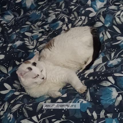 Foto 1/1 Akemi Chat perdido en Saint mathurin sur loire