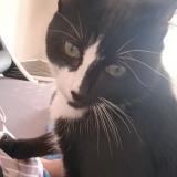 Foto del gato perdido en Eysines