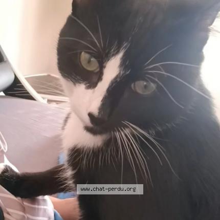 Foto 1/1 Angel Chat perdido en Eysines