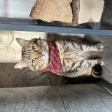 Foto del gato perdido en Belzanne Bersac Sur Rivalier