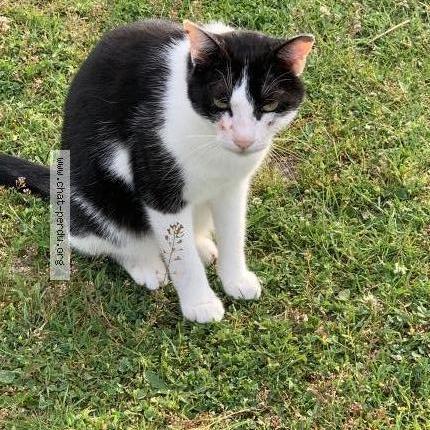 Foto 1/1 SALTO Chat perdido en Vonnas