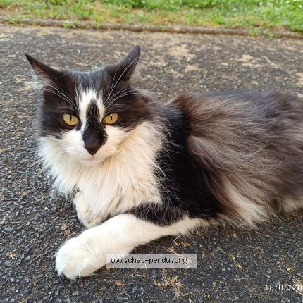 Foto 1/1 Orion Chat perdido en Bordeaux