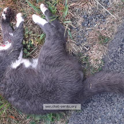 Foto 1/1 Gato encontrado Encontrado en Bonneuil matours
