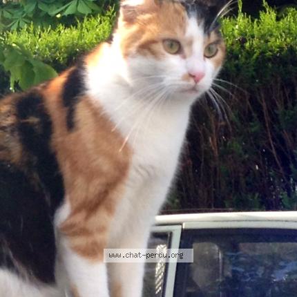 Foto 1/1 Chipie Chat perdido en Paray vieille poste