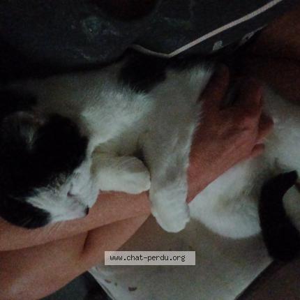 Foto 1/1 CHOUPA Chat perdido en St ave