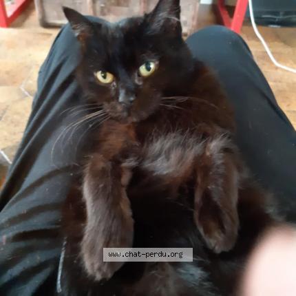 Foto 1/1 joel Chat perdido en Montmorency