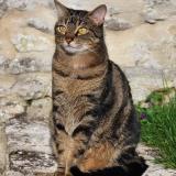 Foto del gato perdido en Bray