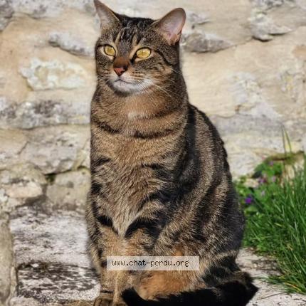 Foto 1/1 Jack Chat perdido en Bray