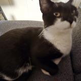 Foto del gato perdido en Agen