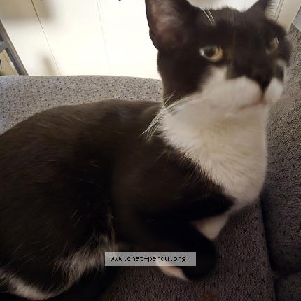 Foto 1/1 Domino Chat perdido en Agen