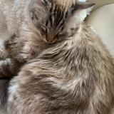 Foto del gato perdido en Oullins