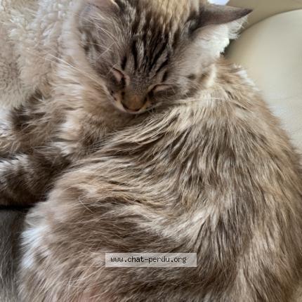 Foto 1/1 Niska Chat perdido en Oullins