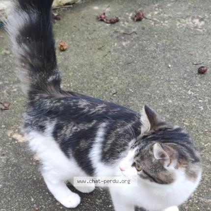 Foto 1/1 Éden Chat perdido en Fresville