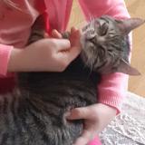 Foto del gato perdido en Thionville