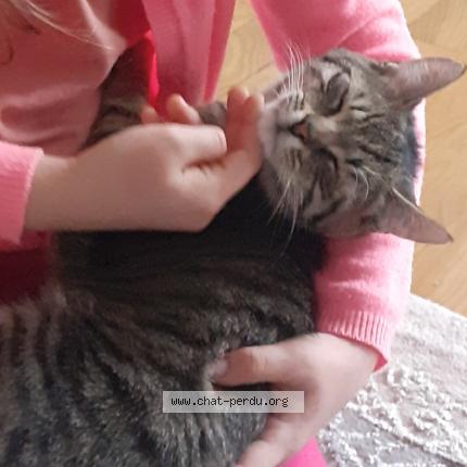 Foto 1/1 Urkan Chat perdido en Thionville