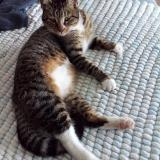 Foto del gato perdido en Boulazac Isle Manoire