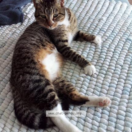 Foto 1/1 max Chat perdido en Boulazac isle manoire