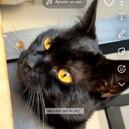 Foto 1/3 Guizmo Chat perdido en Malzeville