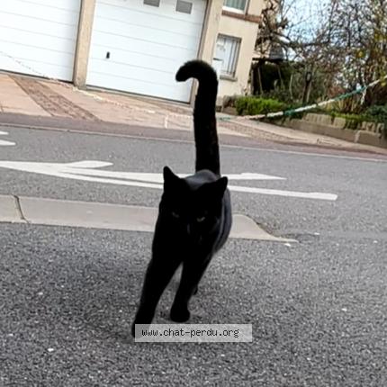 Foto 2/3 Guizmo Chat perdido en Malzeville