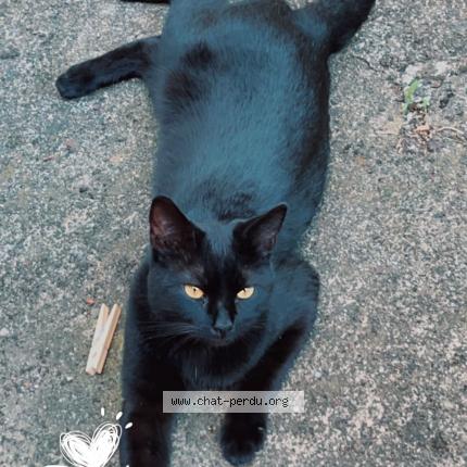 Foto 3/3 Guizmo Chat perdido en Malzeville