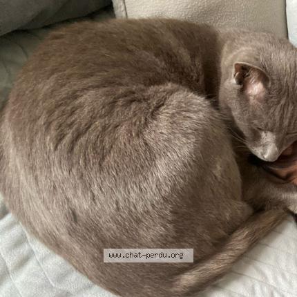 Foto 1/1 Haribo Chat perdido en Tierce