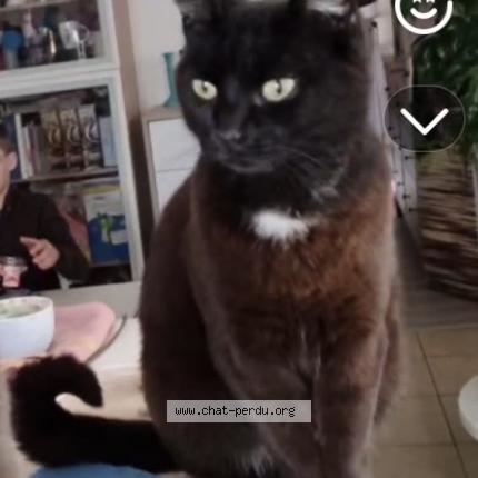 Foto 1/1 Mélophée Chat perdido en Cabasse