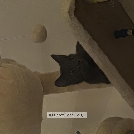 Foto 1/1 Nala Chat perdido en Toul