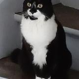 Foto del gato perdido en Fismes