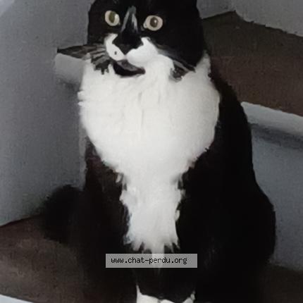 Foto 1/1 CL&Eacute;O Chat perdido en Fismes