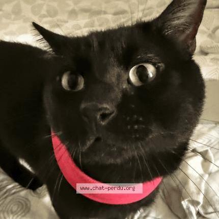 Foto 1/2 Salem Chat perdido en Bordeaux