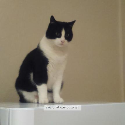 Foto 1/1 Chatou Chat perdido en Perpignan