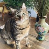 Foto del gato perdido en Barzan