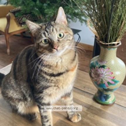 Foto 1/1 Nuts Chat perdido en Barzan