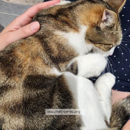 Foto 1/1 Iris Chat perdido en Ris orangis