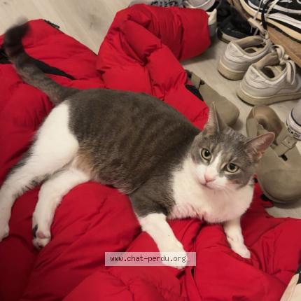 Foto 1/1 Mao Chat perdido en Castelnau le lez