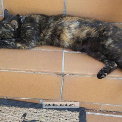 Foto 1/1 miskina Chat perdido en Cerise