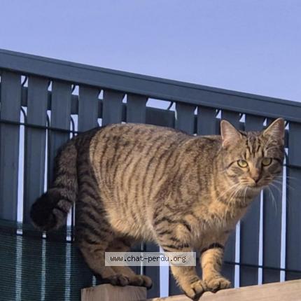 Foto 1/2 Gaston Chat perdido en Bonneuil matours