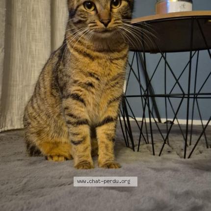 Foto 2/2 Gaston Chat perdido en Bonneuil matours