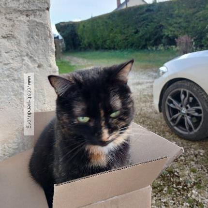 Foto 1/1 MAYA Chat perdido en Lissay lochy