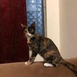 Foto de un gato reunido en Rawalpindi