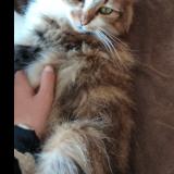 Foto del gato perdido en Veauche 42340